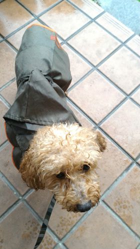 スリコの犬カッパ スリコの犬カッパ