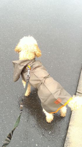 スリコの犬カッパ スリコの犬カッパ