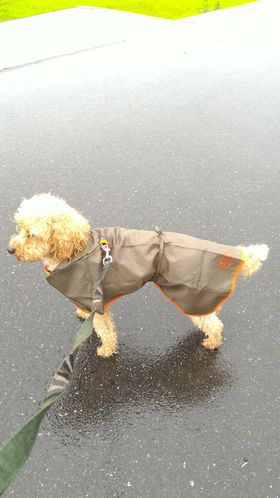 スリコの犬カッパ スリコの犬カッパ
