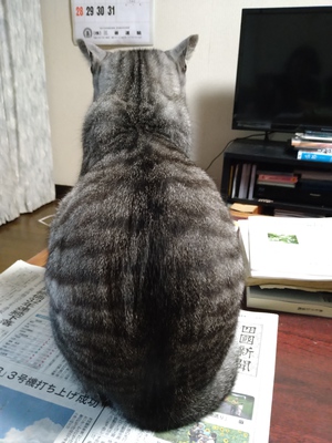 くら寿司、猫の健康診断 くら寿司、猫の健康診断