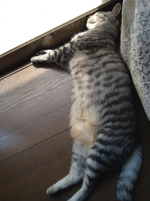 くら寿司、猫の健康診断 くら寿司、猫の健康診断