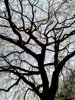 しだれ桜を見に