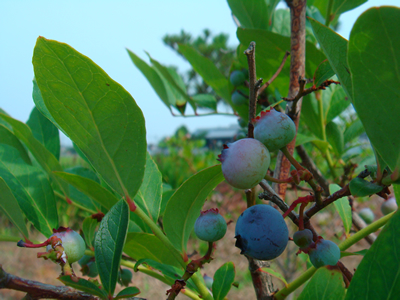 ベリーBerry
