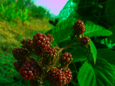 ベリーBerry