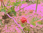 ベリーBerry