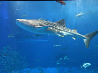 美ら海水族館!!