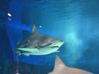 美ら海水族館!!