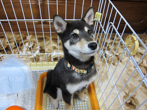 sora*
