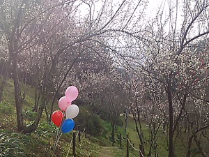みろく公園 梅の花 春一番の中で(#^.^#) みろく公園 梅の花 春一番の中で(#^.^#)