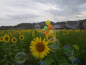 本年ラスト まんのう帆山のヒマワリ(#^.^#) 本年ラスト まんのう帆山のヒマワリ(#^.^#)