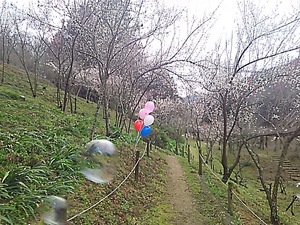 みろく公園 梅の花 春一番の中で(#^.^#) みろく公園 梅の花 春一番の中で(#^.^#)