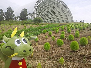 まんのう公園 ひまわり(#^.^#) まんのう公園 ひまわり(#^.^#)