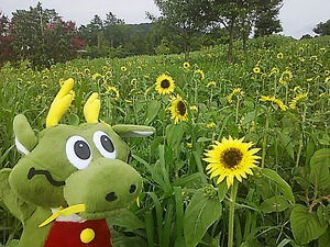 まんのう公園 ひまわり(#^.^#) まんのう公園 ひまわり(#^.^#)