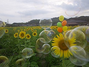 本年ラスト まんのう帆山のヒマワリ(#^.^#) 本年ラスト まんのう帆山のヒマワリ(#^.^#)