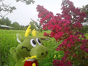 まんのう公園 ひまわり(#^.^#) まんのう公園 ひまわり(#^.^#)
