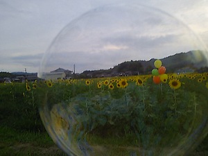 本年ラスト まんのう帆山のヒマワリ(#^.^#) 本年ラスト まんのう帆山のヒマワリ(#^.^#)