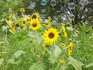 まんのう公園、ひまわり(#^.^#) まんのう公園、ひまわり(#^.^#)