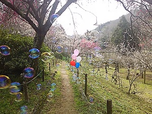 みろく公園 梅の花 春一番の中で(#^.^#) みろく公園 梅の花 春一番の中で(#^.^#)