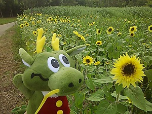 まんのう公園 ひまわり(#^.^#) まんのう公園 ひまわり(#^.^#)
