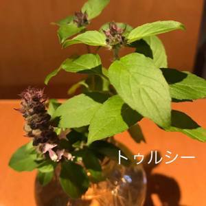 スイーツ情報です!『粟島もんてクルー食堂』 スイーツ情報です!『粟島もんてクルー食堂』