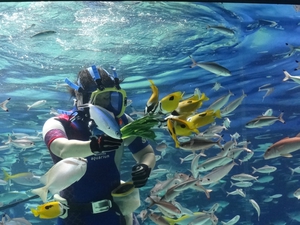 水族館! 水族館!