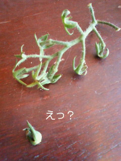 あさひうどんにて