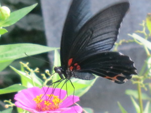 “黒い蝶・・・♪”