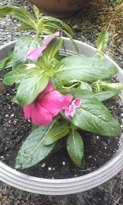花苗を植える