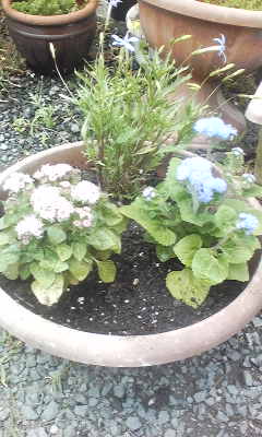 花苗を植える