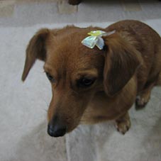 ribbon