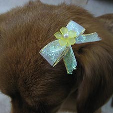 ribbon