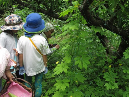 コロコロ農園～8月の報告～