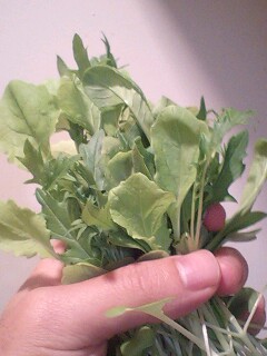サプリ菜