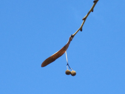 菩提樹