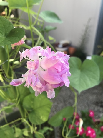 この蕾からこんな花 この蕾からこんな花