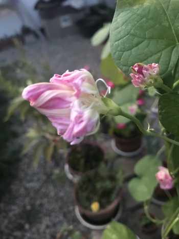 この蕾からこんな花 この蕾からこんな花