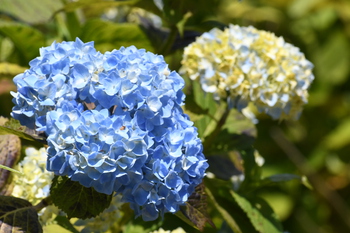 そろそろ紫陽花下見 そろそろ紫陽花下見