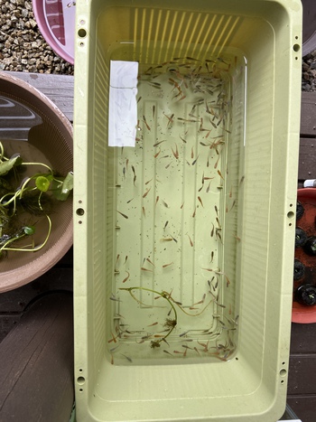 暴れるメダカ 暴れるメダカ
