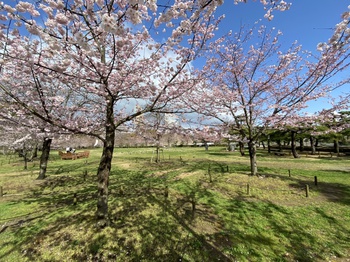 落ち葉で春がやってくる 落ち葉で春がやってくる