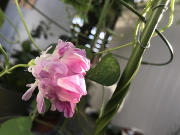 この蕾からこんな花 この蕾からこんな花
