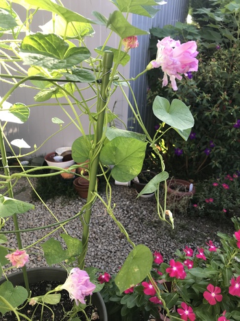 この蕾からこんな花 この蕾からこんな花