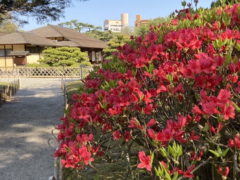 桜だけじゃ無いよ栗林公園 桜だけじゃ無いよ栗林公園