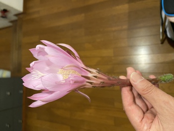 今年もサボテンが 今年もサボテンが