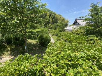 そろそろ紫陽花下見 そろそろ紫陽花下見