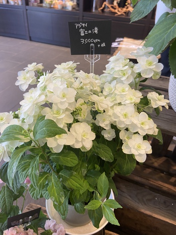 花と一緒にランチ 花と一緒にランチ