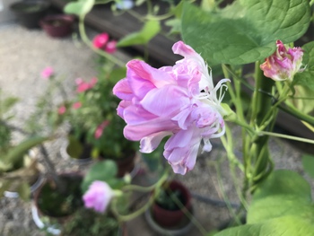 この蕾からこんな花 この蕾からこんな花