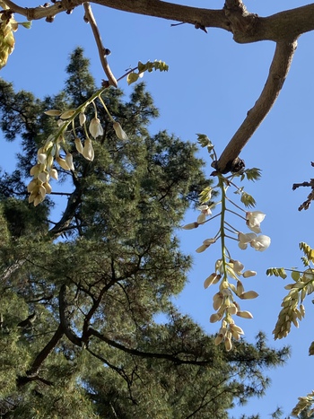 桜だけじゃ無いよ栗林公園 桜だけじゃ無いよ栗林公園