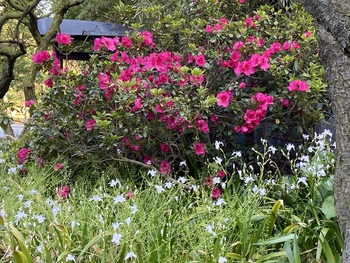 桜だけじゃ無いよ栗林公園 桜だけじゃ無いよ栗林公園