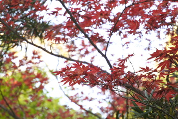 桜だけじゃ無いよ栗林公園 桜だけじゃ無いよ栗林公園