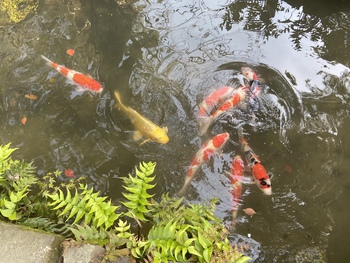 桜だけじゃ無いよ栗林公園 桜だけじゃ無いよ栗林公園